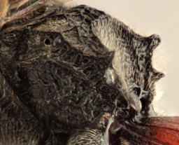 Foto af Rhembobius quadrispinus (Rhembobius quadrispinus) | Malcolm Storey