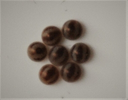 Foto af Streg-måneplet (Clostera anachoreta) | Æg