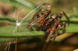 Foto af Summeedderkop (Anyphaena accentuata) | Han
