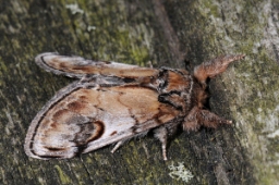 Foto af Zigzagspinder (Notodonta ziczac) | Standardfoto