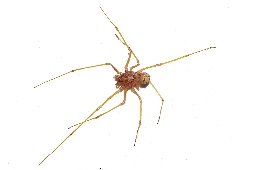 Foto af Tornet spytteedderkop (Scytodes univittata) | Han