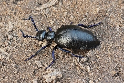 Foto af Sort oliebille (Meloe proscarabaeus) | Standardfoto