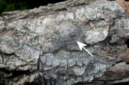 Foto af Kamouflagespinder (Harpyia milhauseri) | Puppe