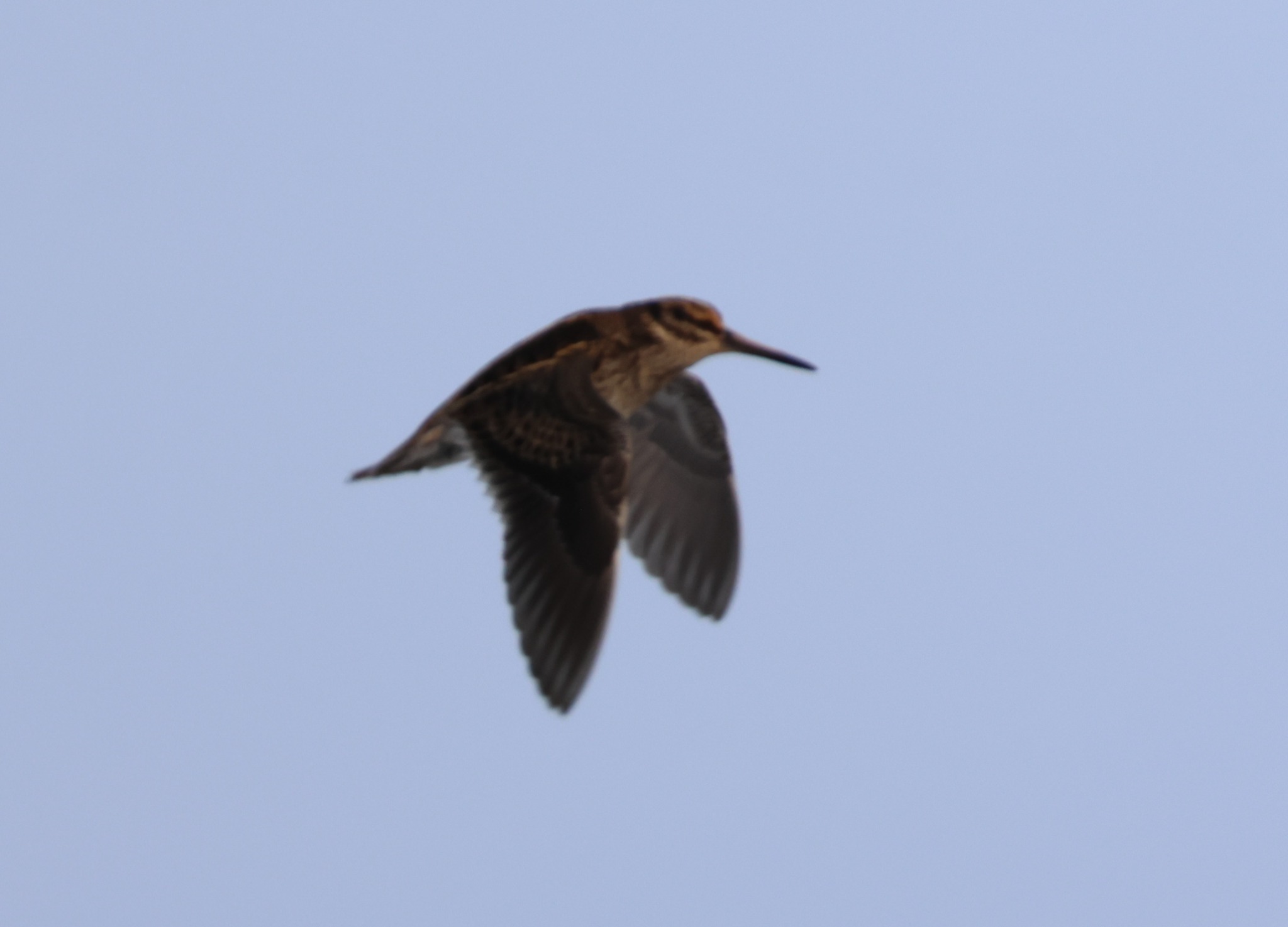 Jack Snipe (Lymnocryptes minimus), photo 3