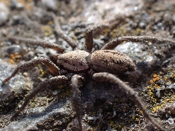 Foto af Berlandina cinerea (Berlandina cinerea) | Han