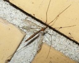 Foto af Nephrotoma scurra (Nephrotoma scurra) | Hun
