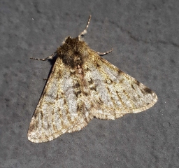 Foto af Fjer-måler (Phigalia pilosaria) | Standardfoto