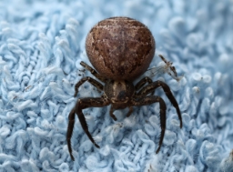 Foto af Xysticus kochi (Xysticus kochi) | Yvonne Bloch