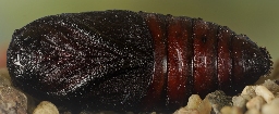 Foto af Poppelspinder (Poecilocampa populi) | Puppe
