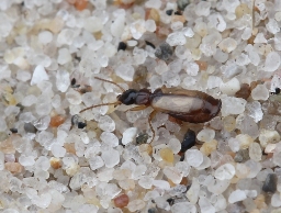 Foto af Bleggul sivløber (Philorhizus melanocephalus) | Standardfoto