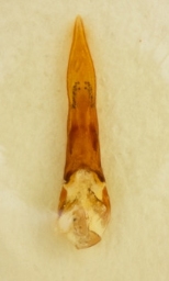 Foto af Philonthus atratus (Philonthus atratus) | Danmarks Billebank