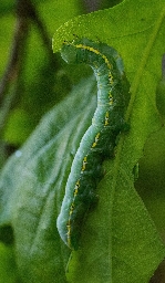 Foto af Majspinder (Drymonia ruficornis) | Larve