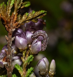 Foto af Rødbåndet dværgmåler (Gymnoscelis rufifasciata) | Larve