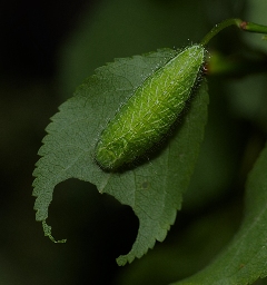 Foto af Guldhale (Thecla betulae) | Larve
