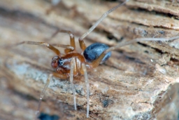 Foto af Zodarion italicum (Zodarion italicum) | Han
