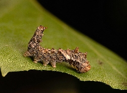 Foto af Tandet seglvinge (Falcaria lacertinaria) | Larve