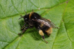 Foto af Stensnyltehumle (Bombus rupestris) | Hun