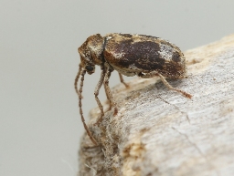 Foto af Hvidbroget borebille (Ptinomorphus imperialis) | Standardfoto