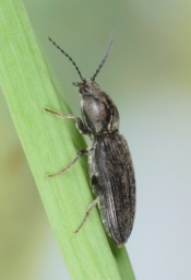 Foto af Ertsfarvet hjertesmælder (Cardiophorus asellus) | Standardfoto