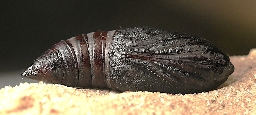 Foto af Hassel-pyramideugle (Amphipyra perflua) | Puppe