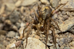 Foto af Summeedderkop (Anyphaena accentuata) | Frederik Leck Fischer