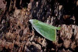 Foto af Pilevikler (Earias clorana) | Standardfoto