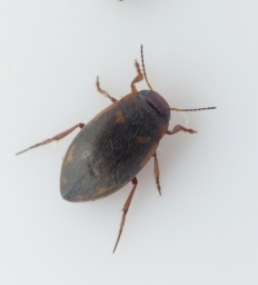 Foto af Hydroporus palustris (Hydroporus palustris) | Standardfoto
