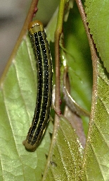 Foto af Irisugle (Xylena vetusta) | Larve