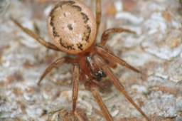 Foto af Leviellus stroemi (Leviellus stroemi) | Hun