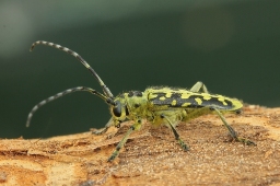 Foto af Stigebuk (Saperda scalaris) | Standardfoto