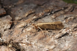 Foto af Limnephilus affinis (Limnephilus affinis) | Han