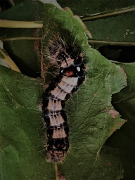 Foto af Streg-måneplet (Clostera anachoreta) | Larve
