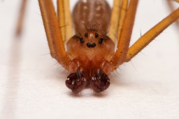 Foto af Floronia bucculenta (Floronia bucculenta) | Han
