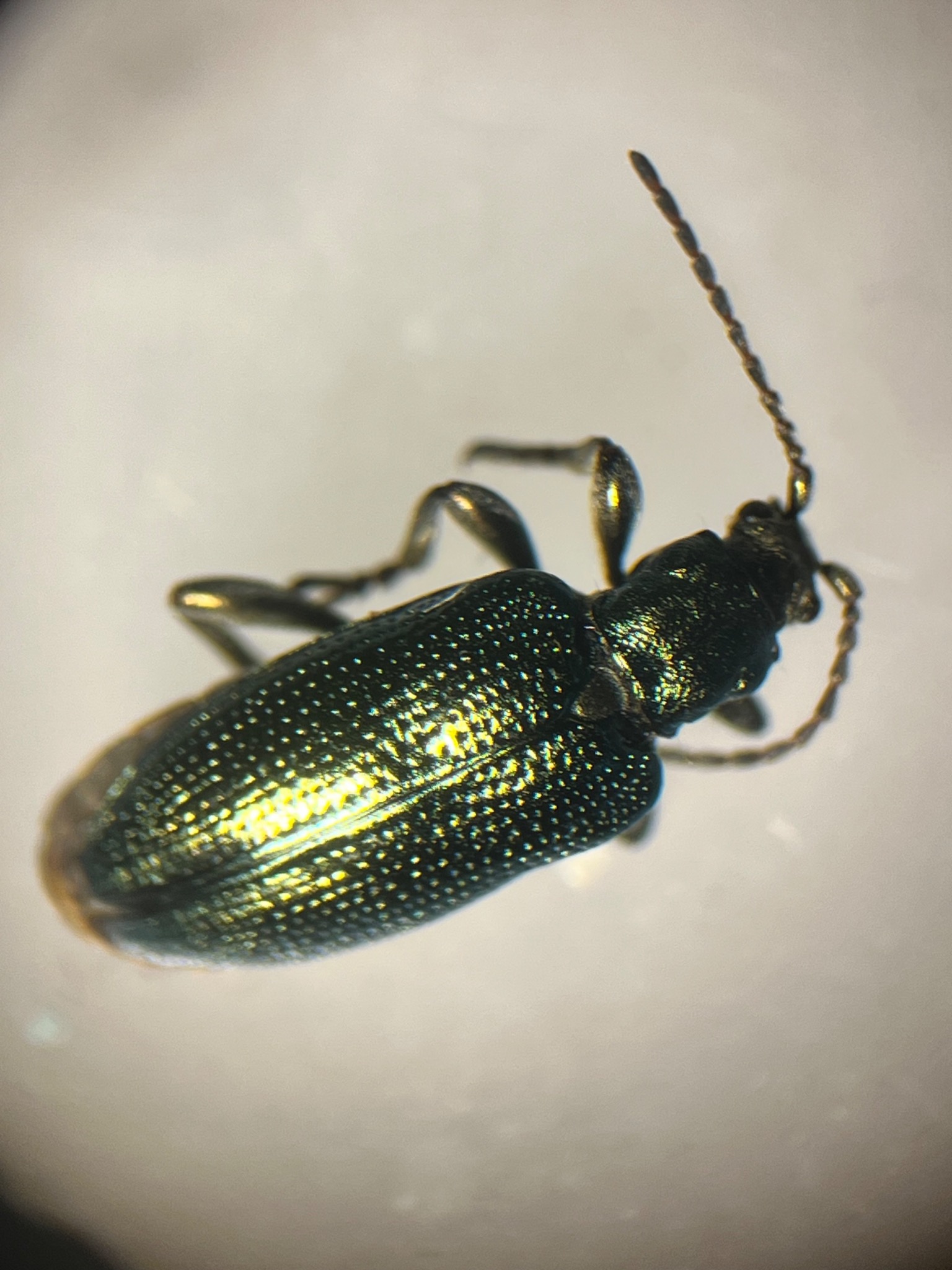 Plateumaris discolor