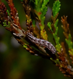 Foto af Rødbåndet dværgmåler (Gymnoscelis rufifasciata) | Larve