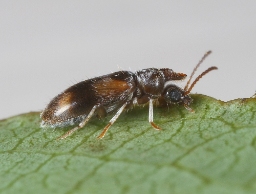 Foto af Notoxus trifasciatus (Notoxus trifasciatus) | Standardfoto