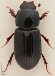 Foto af Stor jordmøgbille (Aphodius varians) | Standardfoto