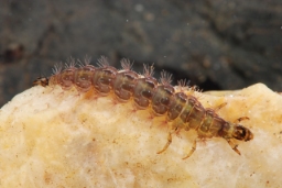 Foto af Rovvårflue (Rhyacophila fasciata) | Larve