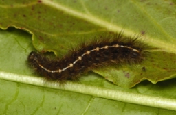 Foto af Rødfrynset bjørn (Diacrisia sannio) | Larve