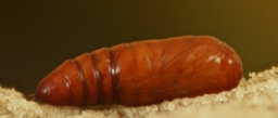 Foto af Caradrina kadenii (Caradrina kadenii) | Puppe