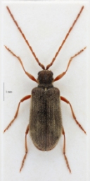 Foto af Ptinus rufipes (Ptinus rufipes) | Han