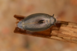 Foto af Gyrinus substriatus (Gyrinus substriatus)