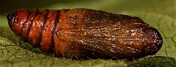 Foto af Klematismåler (Melanthia procellata) | Puppe