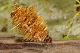Foto af Limnephilus rhombicus (Limnephilus rhombicus) | Larve