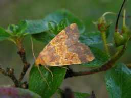 Foto af Guldugle (Tiliacea aurago) | Standardfoto