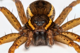 Foto af Dolomedes plantarius (Dolomedes plantarius) | Frederik Leck Fischer