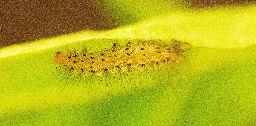 Foto af Grå tigerspinder (Diaphora mendica) | Larve