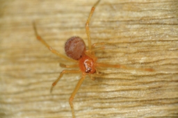 Foto af Theridion melanostictum (Theridion melanostictum) | Hun
