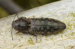 Foto af Actenicerus sjaelandicus (Actenicerus sjaelandicus) | Standardfoto