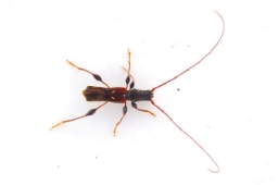Foto af Fluebuk (Molorchus minor) | Han